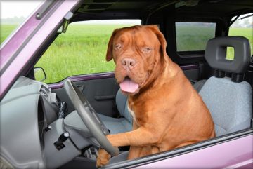 Собака на водительском сиденье автомобиля