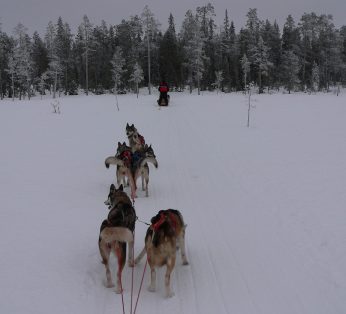 Упряжка хаски на сафари в Леви