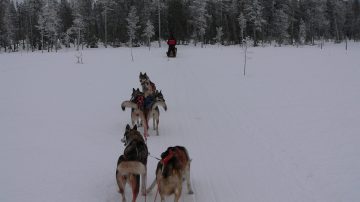 Упряжка хаски на сафари в Леви
