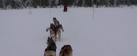 Упряжка хаски на сафари в Леви